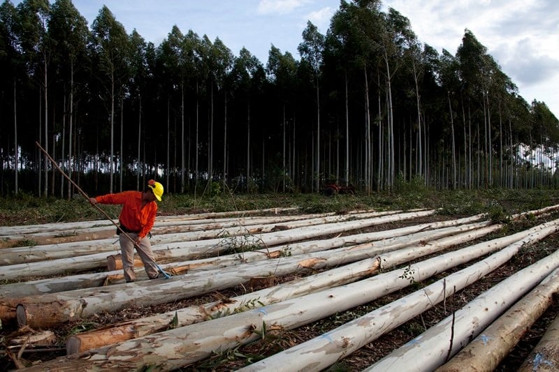 La industria forestal argentina se planta ante la UE