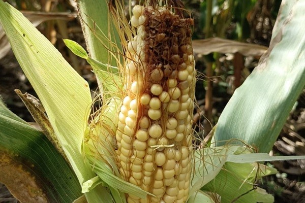 Lanzan un insecticida biológico para cortarle las alas a la chicharrita